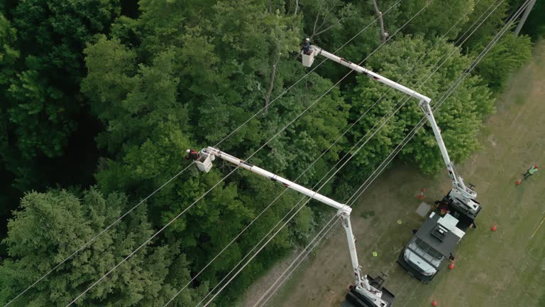 How Our Tree Care Process Works  in Franklin, GA